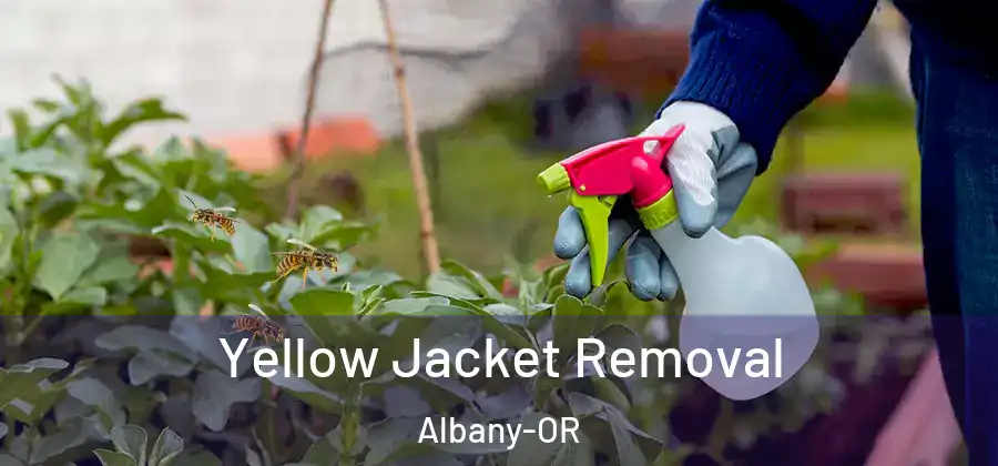 Yellow Jacket Removal Albany-OR